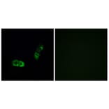 Immunofluorescence - Anti-BRS3 Antibody (G034) - Antibodies.com