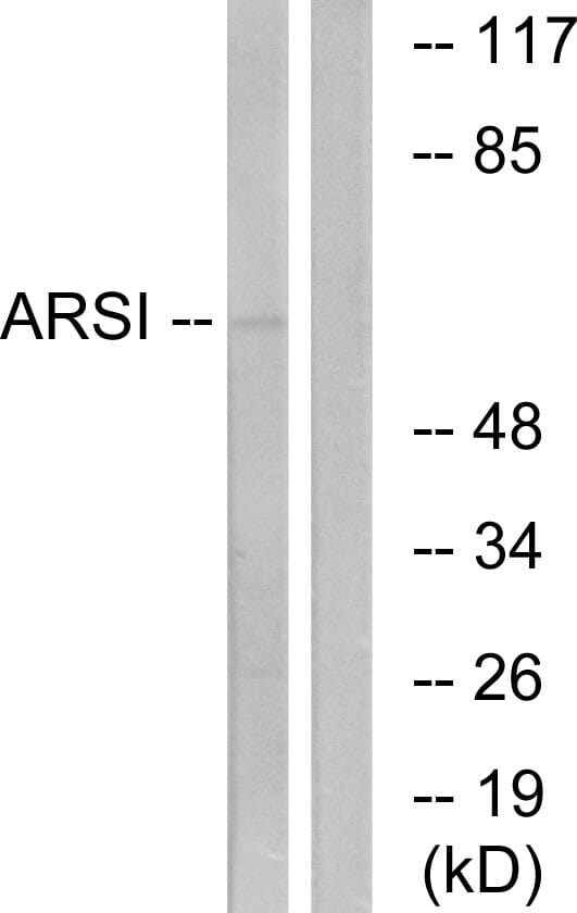 Western blot analysis of lysates from COS7 cells using Anti-ARSI Antibody. The right hand lane represents a negative control, where the antibody is blocked by the immunising peptide.