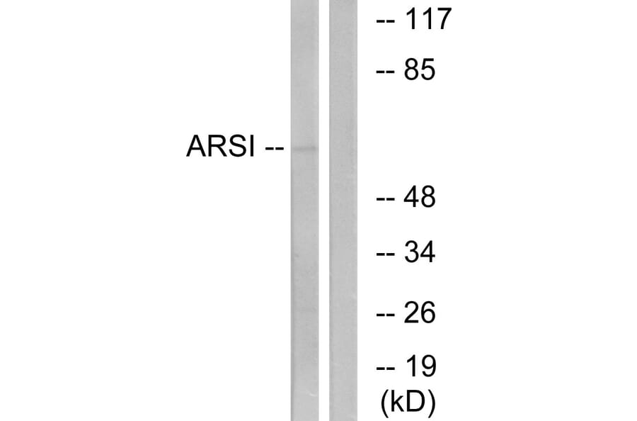 Western Blot - Anti-ARSI Antibody (C14571) - Antibodies.com