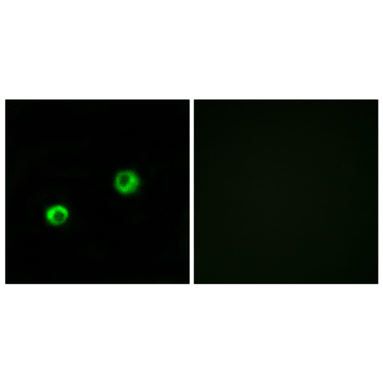 Immunofluorescence - Anti-ARSI Antibody (C14571) - Antibodies.com