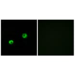 Immunofluorescence - Anti-ARSI Antibody (C14571) - Antibodies.com