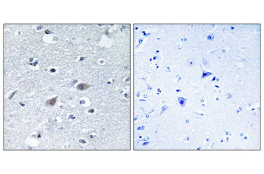 Immunohistochemistry - Anti-ARSI Antibody (C14571) - Antibodies.com