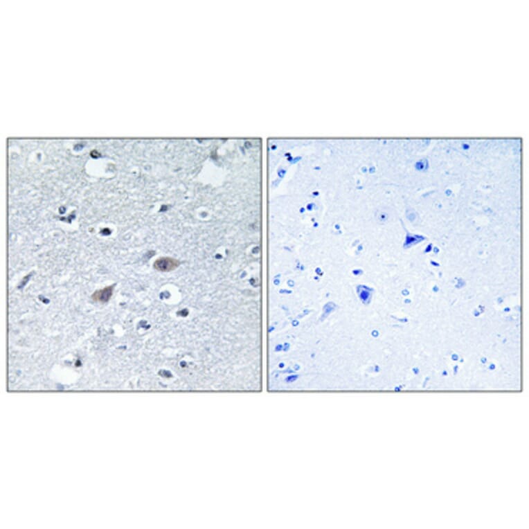 Immunohistochemistry - Anti-ARSI Antibody (C14571) - Antibodies.com