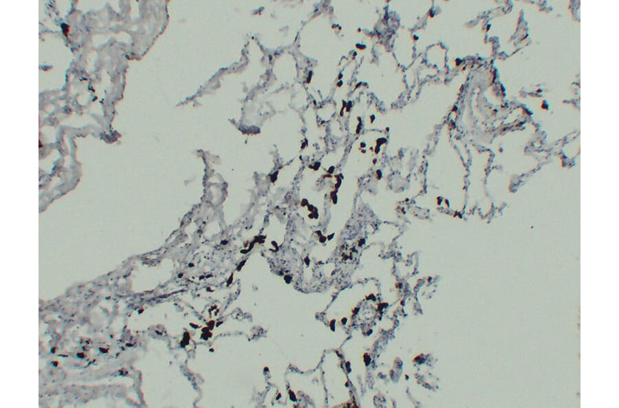 Immunohistochemistry - Anti-TRAP Antibody (V0134) - Antibodies.com