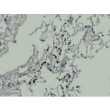 Immunohistochemistry - Anti-TRAP Antibody (V0134) - Antibodies.com