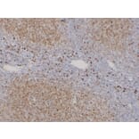 Immunohistochemistry - Anti-TCL1 Antibody (V0128) - Antibodies.com