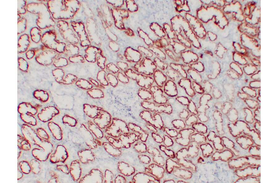 Immunohistochemistry - Anti-pVHL Antibody (V0120) - Antibodies.com