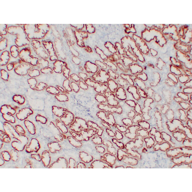 Immunohistochemistry - Anti-pVHL Antibody (V0120) - Antibodies.com