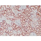 Immunohistochemistry - Anti-pVHL Antibody (V0120) - Antibodies.com