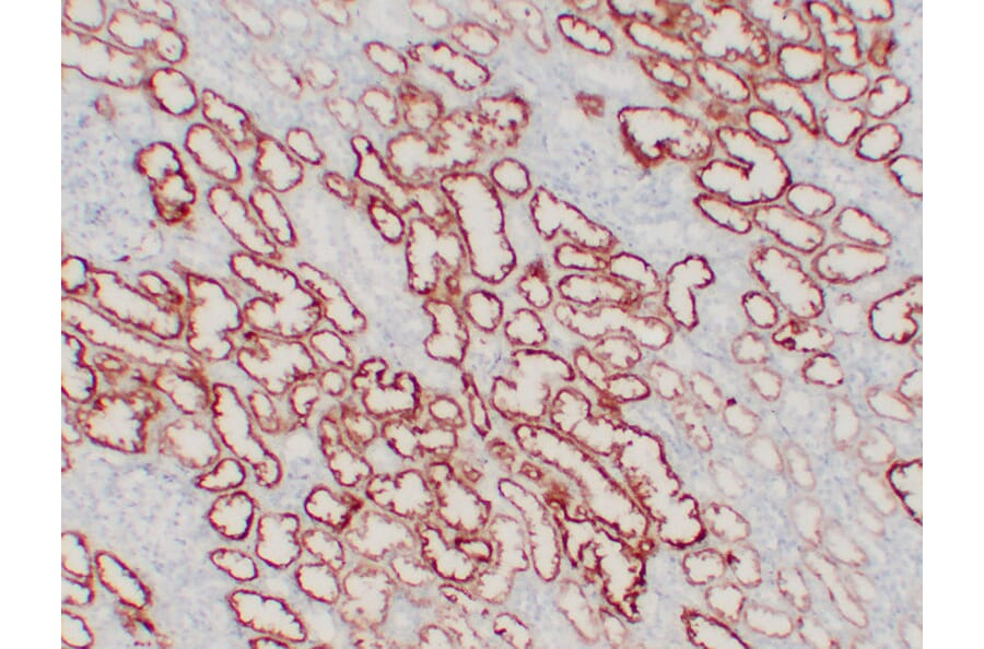 Immunohistochemistry - Anti-pVHL Antibody (V0120) - Antibodies.com