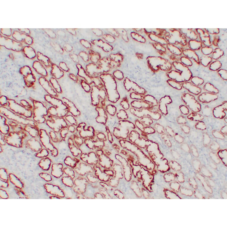 Immunohistochemistry - Anti-pVHL Antibody (V0120) - Antibodies.com
