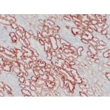 Immunohistochemistry - Anti-pVHL Antibody (V0120) - Antibodies.com