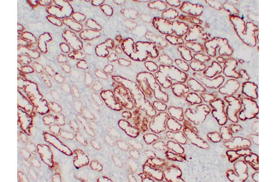 Immunohistochemistry - Anti-pVHL Antibody (V0120) - Antibodies.com