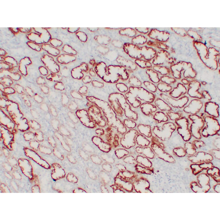 Immunohistochemistry - Anti-pVHL Antibody (V0120) - Antibodies.com