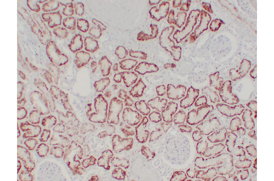 Immunohistochemistry - Anti-pVHL Antibody (V0120) - Antibodies.com
