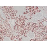 Immunohistochemistry - Anti-pVHL Antibody (V0120) - Antibodies.com