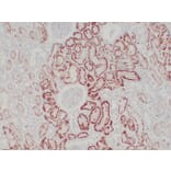 Immunohistochemistry - Anti-pVHL Antibody (V0120) - Antibodies.com