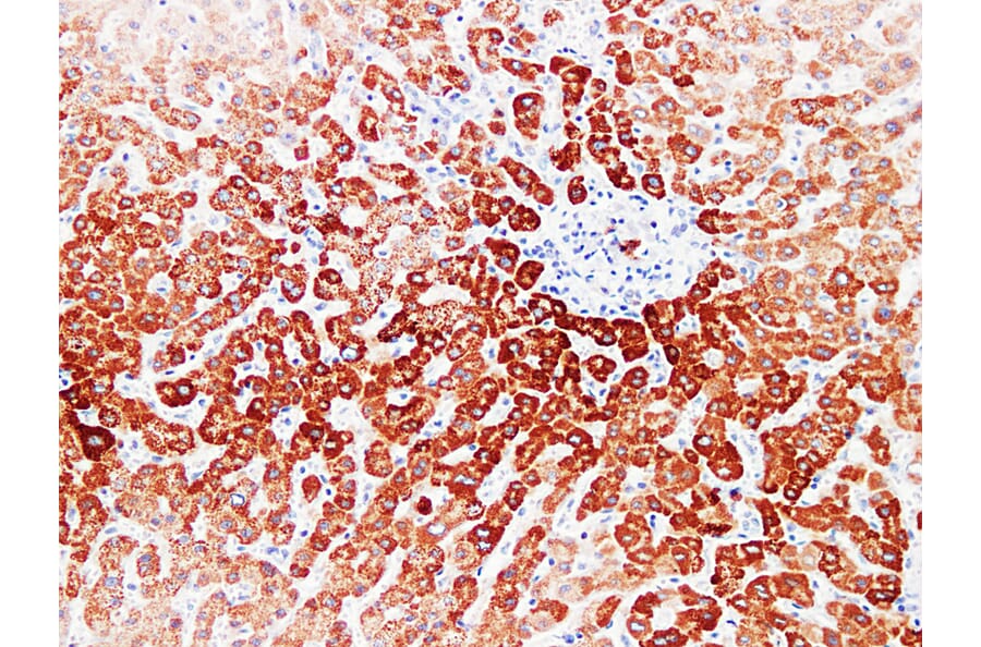 Immunohistochemistry - Anti-pVHL Antibody (V0120) - Antibodies.com
