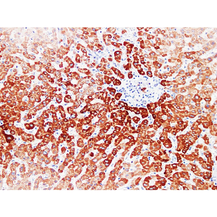 Immunohistochemistry - Anti-pVHL Antibody (V0120) - Antibodies.com
