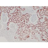Immunohistochemistry - Anti-pVHL Antibody (V0120) - Antibodies.com
