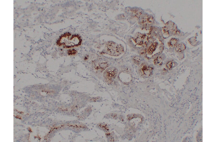 Immunohistochemistry - Anti-MUC6 Antibody (V0098) - Antibodies.com