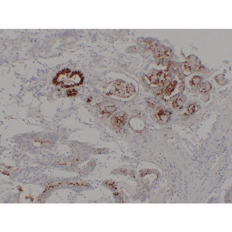 Immunohistochemistry - Anti-MUC6 Antibody (V0098) - Antibodies.com