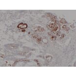 Immunohistochemistry - Anti-MUC6 Antibody (V0098) - Antibodies.com