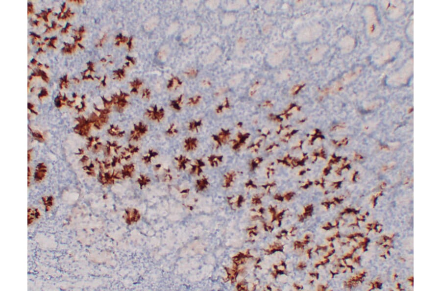 Immunohistochemistry - Anti-MUC6 Antibody (V0098) - Antibodies.com