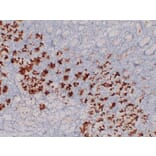Immunohistochemistry - Anti-MUC6 Antibody (V0098) - Antibodies.com