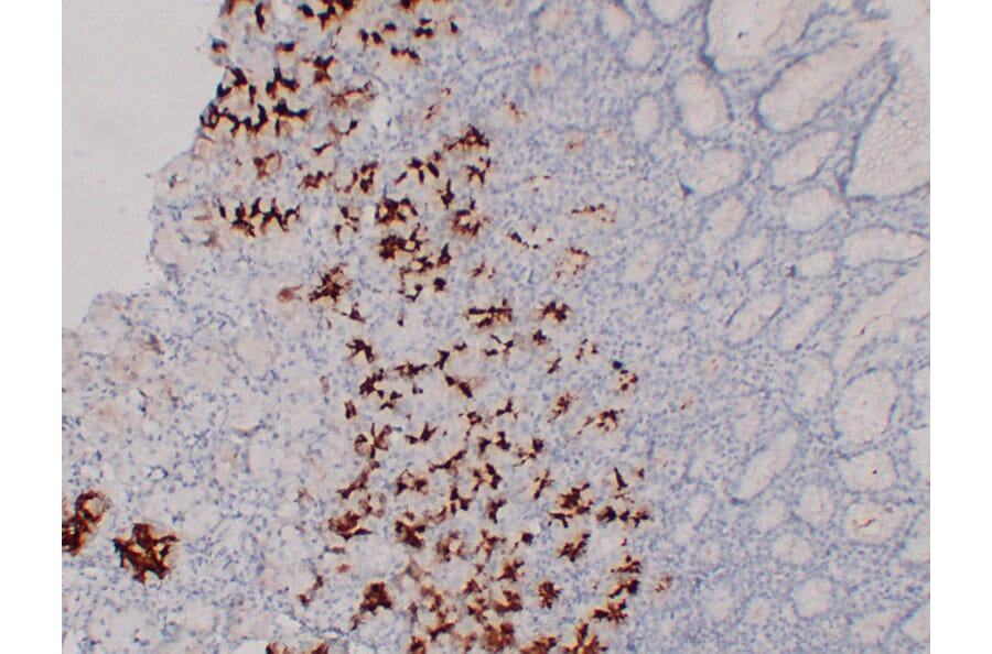 Immunohistochemistry - Anti-MUC6 Antibody (V0098) - Antibodies.com