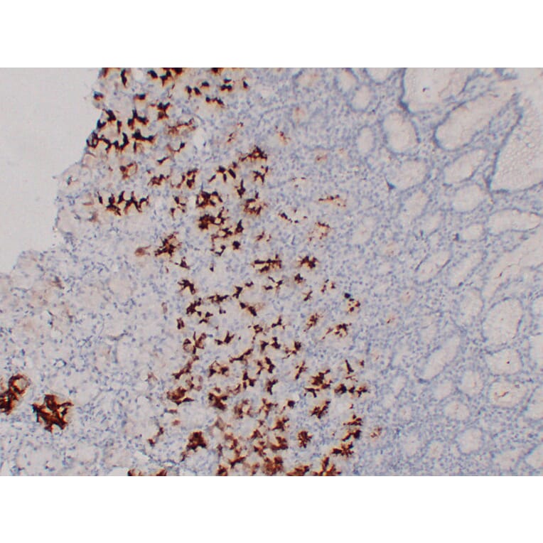 Immunohistochemistry - Anti-MUC6 Antibody (V0098) - Antibodies.com