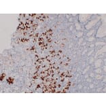 Immunohistochemistry - Anti-MUC6 Antibody (V0098) - Antibodies.com