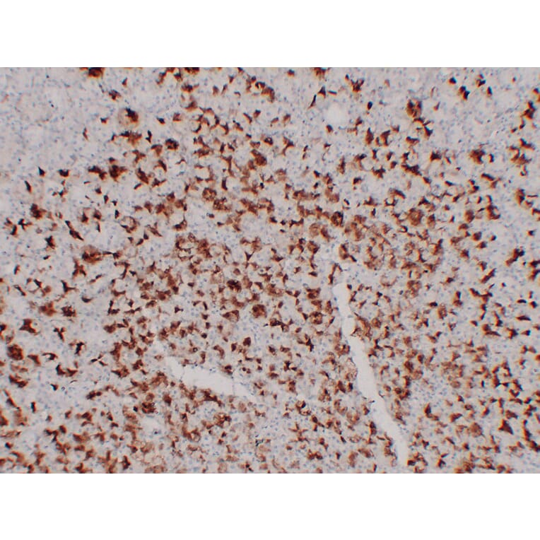 Immunohistochemistry - Anti-MUC6 Antibody (V0098) - Antibodies.com
