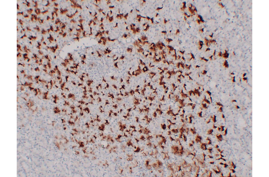 Immunohistochemistry - Anti-MUC6 Antibody (V0098) - Antibodies.com