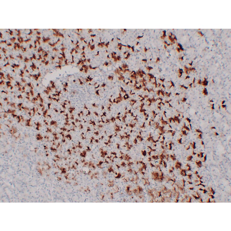 Immunohistochemistry - Anti-MUC6 Antibody (V0098) - Antibodies.com