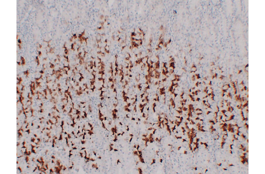 Immunohistochemistry - Anti-MUC6 Antibody (V0098) - Antibodies.com