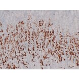 Immunohistochemistry - Anti-MUC6 Antibody (V0098) - Antibodies.com