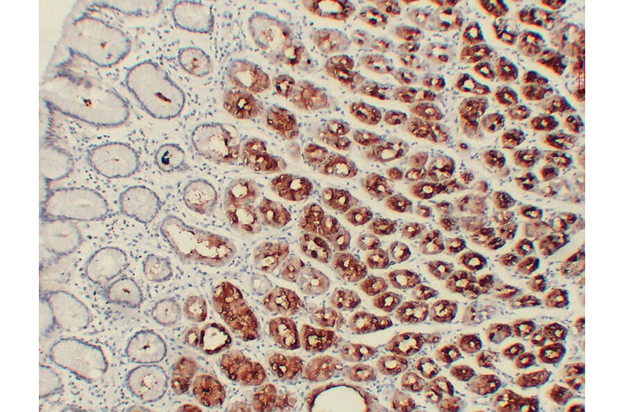 Immunohistochemistry - Anti-MUC6 Antibody (V0098) - Antibodies.com