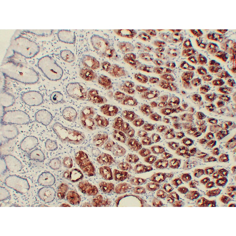 Immunohistochemistry - Anti-MUC6 Antibody (V0098) - Antibodies.com