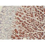 Immunohistochemistry - Anti-MUC6 Antibody (V0098) - Antibodies.com