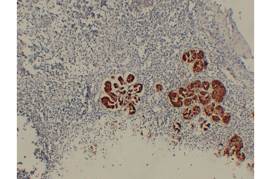 Immunohistochemistry - Anti-MUC6 Antibody (V0098) - Antibodies.com