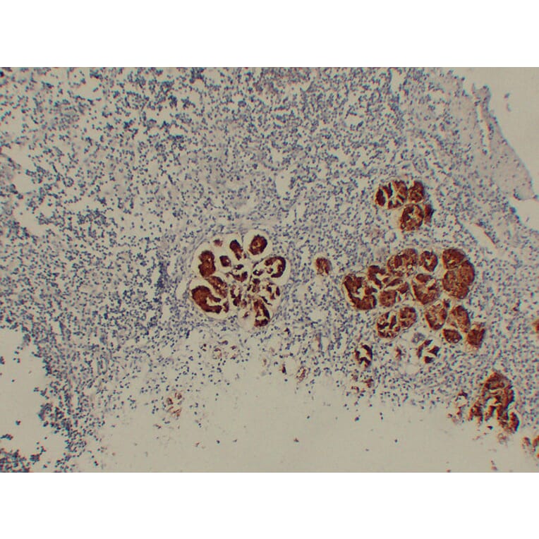 Immunohistochemistry - Anti-MUC6 Antibody (V0098) - Antibodies.com