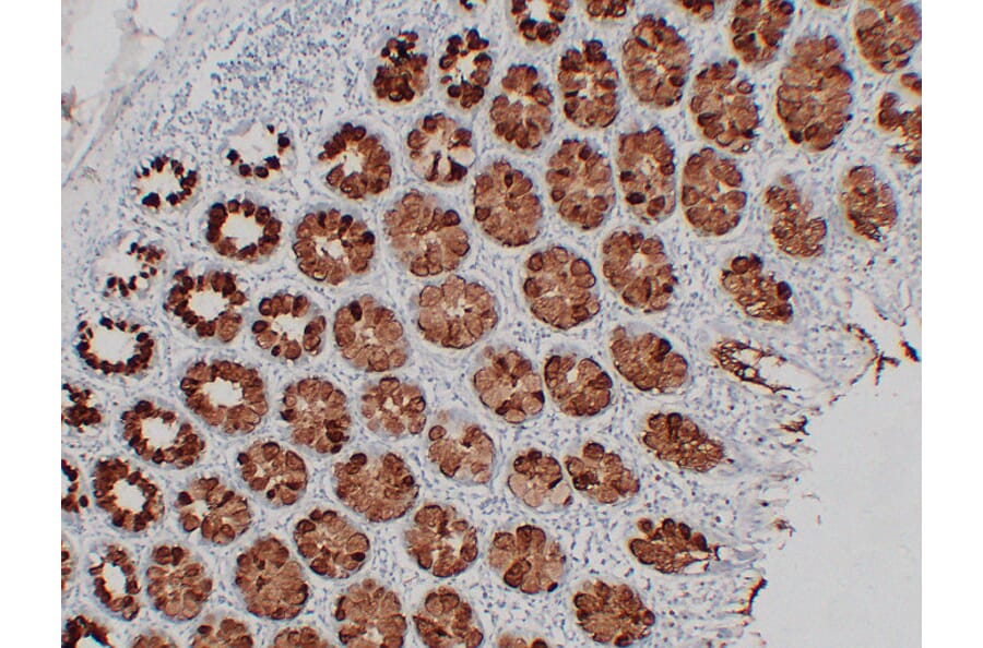 Immunohistochemistry - Anti-MUC2 Antibody (V0096) - Antibodies.com