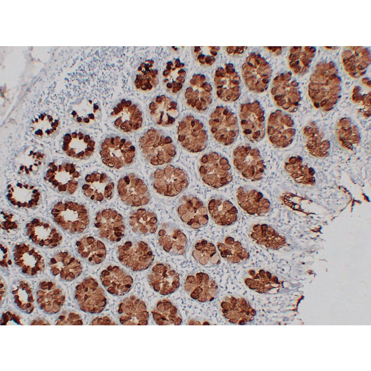 Immunohistochemistry - Anti-MUC2 Antibody (V0096) - Antibodies.com