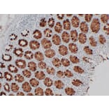 Immunohistochemistry - Anti-MUC2 Antibody (V0096) - Antibodies.com