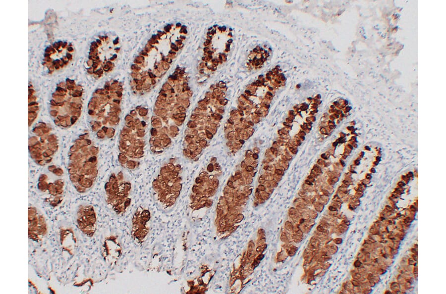 Immunohistochemistry - Anti-MUC2 Antibody (V0096) - Antibodies.com