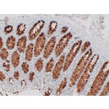 Immunohistochemistry - Anti-MUC2 Antibody (V0096) - Antibodies.com