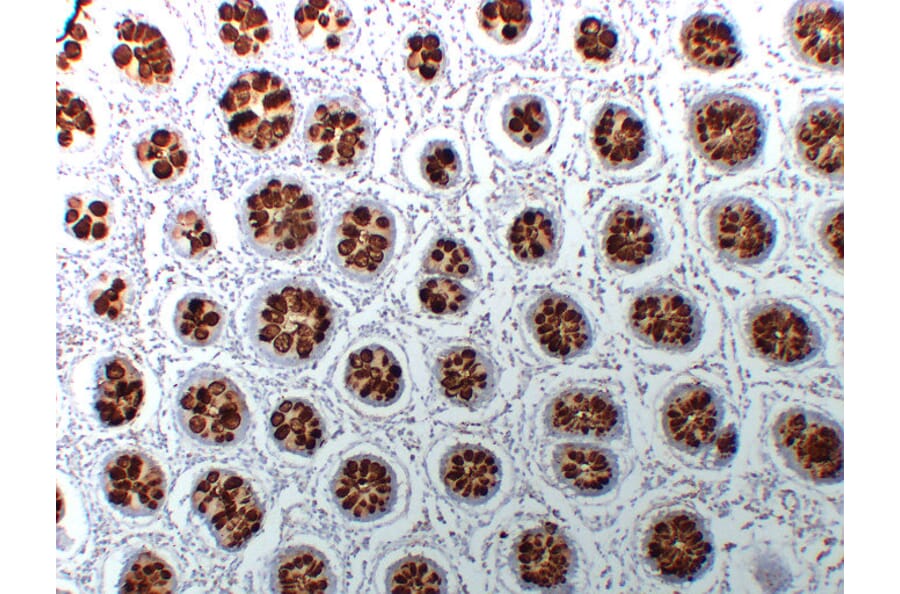 Immunohistochemistry - Anti-MUC2 Antibody (V0096) - Antibodies.com