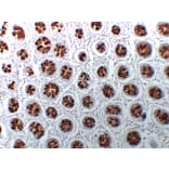 Immunohistochemistry - Anti-MUC2 Antibody (V0096) - Antibodies.com