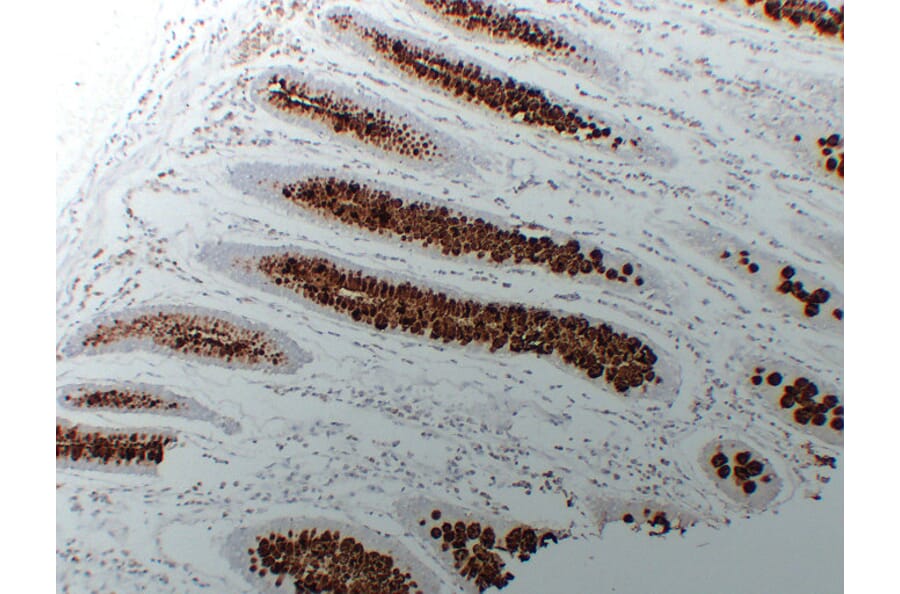 Immunohistochemistry - Anti-MUC2 Antibody (V0096) - Antibodies.com